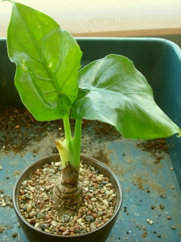 クワズイモ 2年半でここまで巨大化 Kochan S ベランダ菜園blog マンションガーデニング 家庭菜園 仙台グルメ キャンペーン情報等 クワズイモ 2年半でここまで巨大化 Kochan S ベランダ菜園blog マンションガーデニング 家庭菜園 仙台グルメ キャンペーン情報等