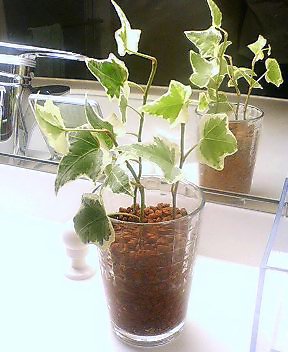 アイビー懲りずにハイドロ３回目 Kochan S ベランダ菜園blog マンションガーデニング 家庭菜園 仙台グルメ キャンペーン情報等