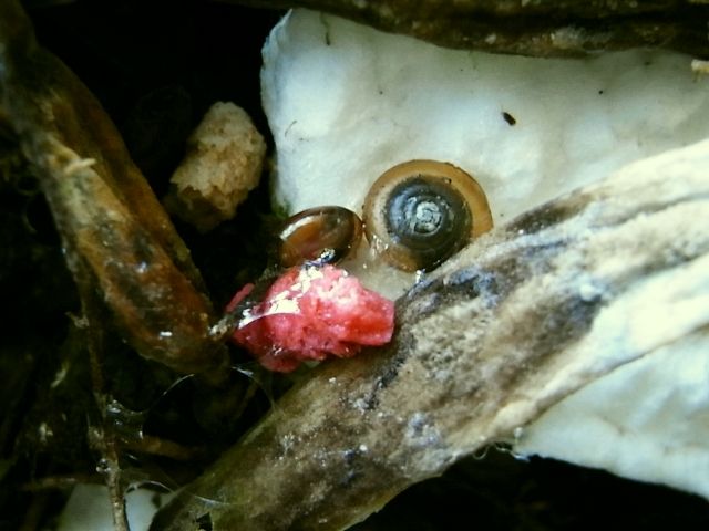 R0029177_胡蝶蘭花芽損傷の原因はカタツムリか_20101211