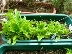 R0047651_꡼ե쥿_20120122