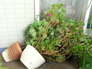 R0015024_�հ���˽���ﳲ_�������ޥ꡼�ȥ���ƥåɥ���˥���ž��