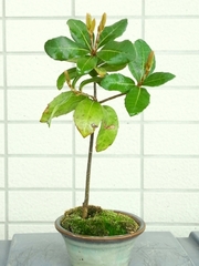 R0024442_謎の木2_20100417