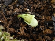 R0016738_ゴーヤの発芽種を植え付け_20090419