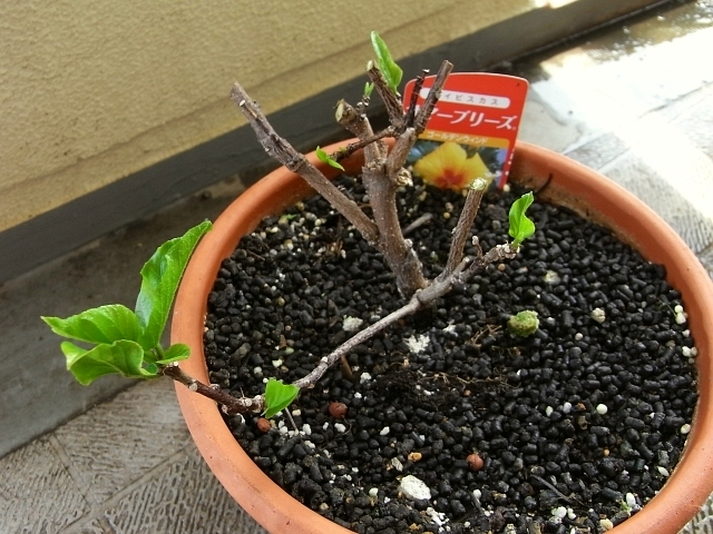 ハイビスカス 切り戻し後2ヶ月弱 6弁花咲く Kochan S ベランダ菜園blog マンションガーデニング 家庭菜園 仙台グルメ キャンペーン情報等 ハイビスカス 切り戻し後2ヶ月弱 6弁花咲く Kochan S ベランダ菜園blog マンションガーデニング 家庭菜園 仙台グルメ キャンペーン情報等