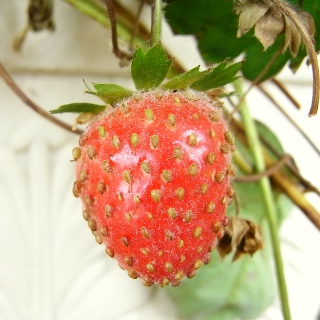 R0021600_苺うどんこ病か_20091101