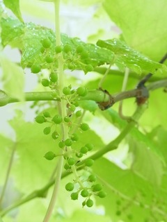 R0050425_�֥ɥ��ǥ饦�������Ĥ���_20120610