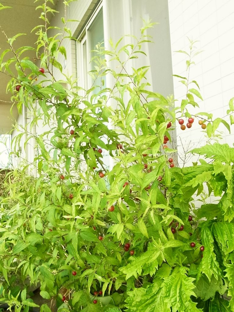 一重庭桜の実が真っ赤に熟したので収穫しました Kochan S ベランダ菜園blog マンションガーデニング 家庭菜園 仙台グルメ キャンペーン情報等 一重庭桜の実が真っ赤に熟したので収穫しました Kochan S ベランダ菜園blog マンションガーデニング 家庭菜園 仙台グルメ キャンペーン情報等