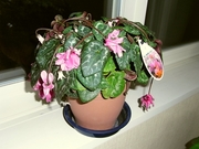 R0013220_����Ȭ�ź餭�ߥ˥��������λ�