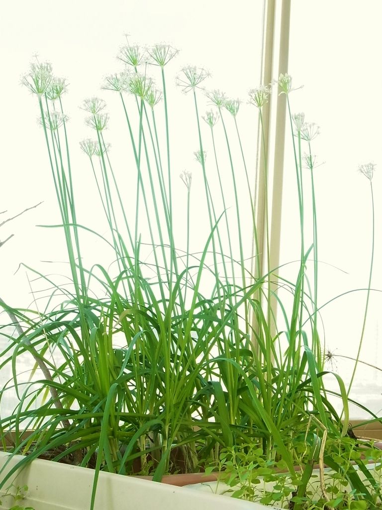 R0062398_ニラの花_20150920