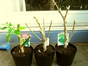 R0021430_����ɻ�3��α��߳���_20091011