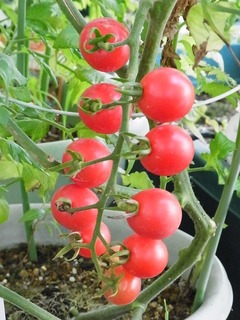 R0051246_�ߥ˥ȥޥȥץ�󥻥�����_20120719