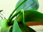 R0029172_胡蝶蘭の折れた花芽_20101211