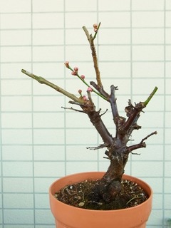 R0029653_梅_20110122