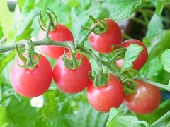 R0051417_�ߥ˥ȥޥȥץ�󥻥������μ�_20120722