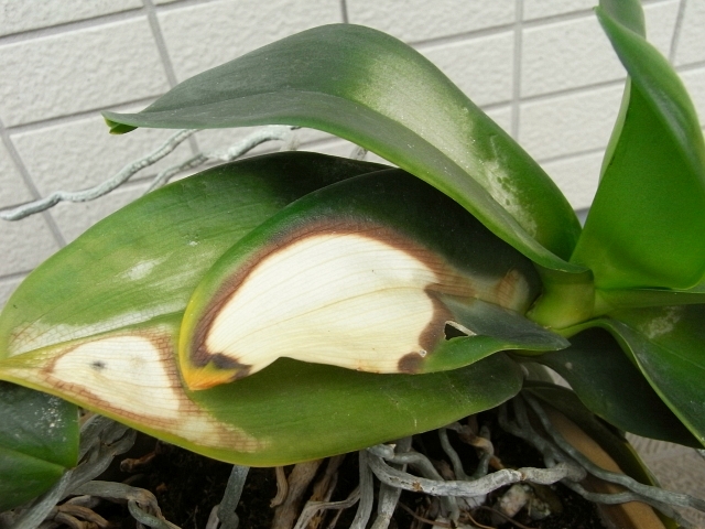 胡蝶蘭の花芽 09年 Kochan S ベランダ菜園blog マンションガーデニング 家庭菜園 仙台グルメ キャンペーン情報等 胡蝶蘭の花芽 09年 Kochan S ベランダ菜園blog マンションガーデニング 家庭菜園 仙台グルメ キャンペーン情報等