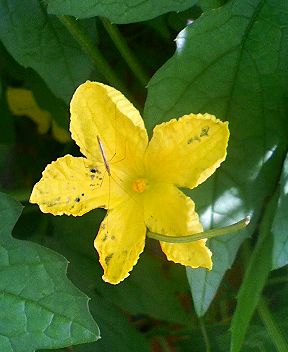 ゴーヤの花によくとまってるこの虫なーに Kochan S ベランダ菜園blog マンションガーデニング 家庭菜園 仙台グルメ キャンペーン情報等
