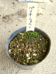R0011393_パクチーファランの種蒔き