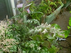 R0061454_�����ƥ����硼��_20140720