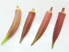 R0052081_赤オクラの実収穫_20120814