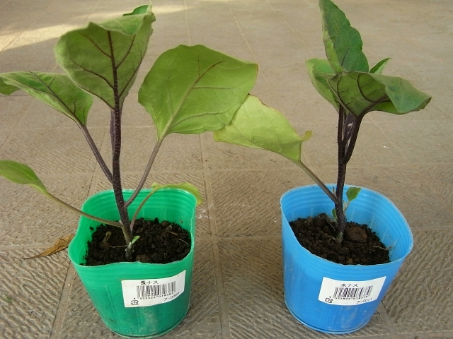 ナスの苗の植え付け Kochan S ベランダ菜園blog マンションガーデニング 家庭菜園 仙台グルメ キャンペーン情報等 ナスの苗の植え付け Kochan S ベランダ菜園blog マンションガーデニング 家庭菜園 仙台グルメ キャンペーン情報等