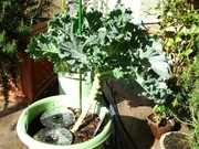 R0021746_�ꥭ��٥Ĳ꤫����_20091115