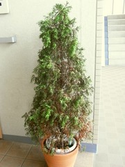 R0027775_�˥����ҥ���Ĵ_20100921