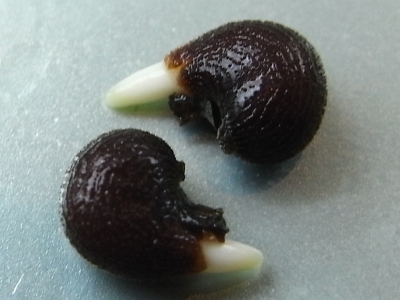 花オクラの種まきと発芽 Kochan S ベランダ菜園blog マンションガーデニング 家庭菜園 仙台グルメ キャンペーン情報等 花オクラの種まきと発芽 Kochan S ベランダ菜園blog マンションガーデニング 家庭菜園 仙台グルメ キャンペーン情報等