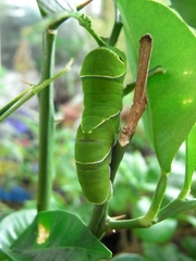 R0020300_アゲハの5齢幼虫か_20090821