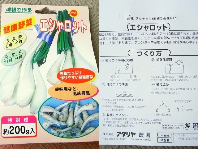 エシャレット 根ラッキョウ の球根 植え付け Kochan S ベランダ菜園blog マンションガーデニング 家庭菜園 仙台グルメ キャンペーン情報等