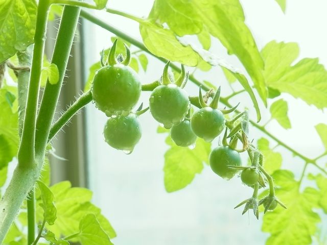 とぐろを巻くミニトマトシャンデリアの花芽 Kochan S ベランダ菜園blog マンションガーデニング 家庭菜園 仙台グルメ キャンペーン情報等 とぐろを巻くミニトマトシャンデリアの花芽 Kochan S ベランダ菜園blog マンションガーデニング 家庭菜園 仙台グルメ キャンペーン情報等