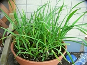 R0016451_�ե˥�˥������դ�8���ָ�_20090411