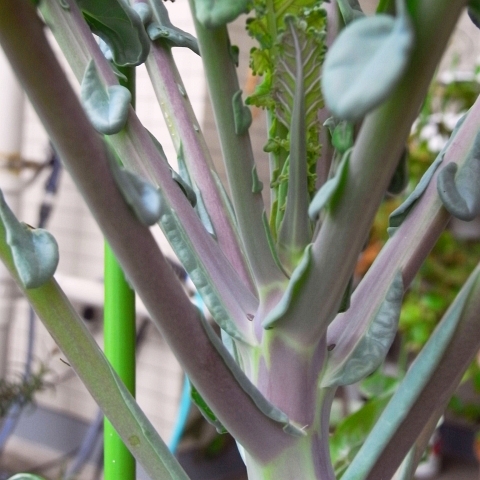 R0021523_ブロッコリー_20091025