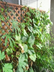 R0026634_キュウリとゴーヤ_20100807