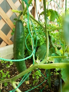 R0050464_���奦��μ�_20120610