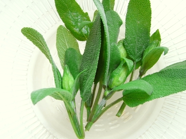 コモンセージのつぼみの天ぷら Kochan S ベランダ菜園blog マンションガーデニング 家庭菜園 仙台グルメ キャンペーン情報等