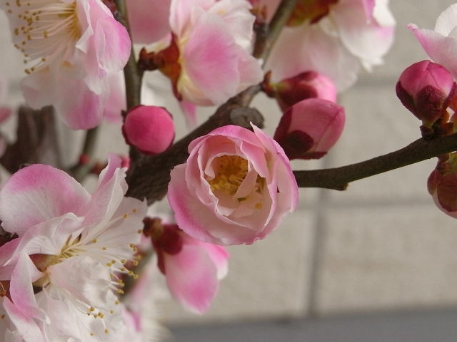 R0015359_湯島天神梅まつりで買った梅盆栽内裏の花