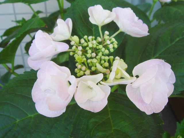 アジサイ 開花 カメレオン ホバリアホベラ Kochan S ベランダ菜園blog マンション ガーデニング 家庭菜園 仙台グルメ キャンペーン情報等