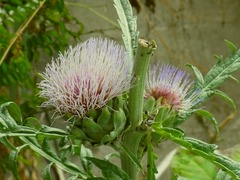 R0061443_�����ƥ����硼���β�_20140720