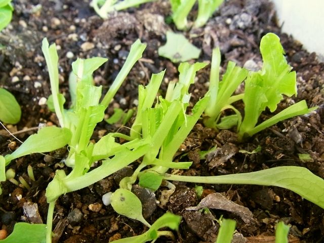 R0029615_レタス修道士のあごひげにヒヨドリ被害_20110122