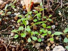 R0041310_セルバチコ_20110405
