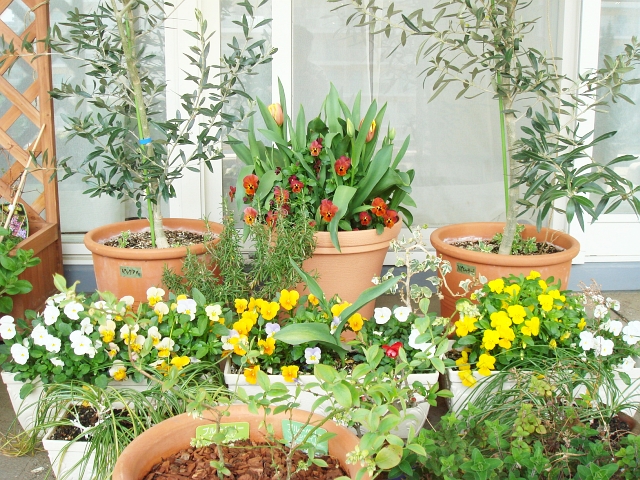 チューリップとビオラの寄せ植え Kochan S ベランダ菜園blog マンションガーデニング 家庭菜園 仙台グルメ キャンペーン情報等
