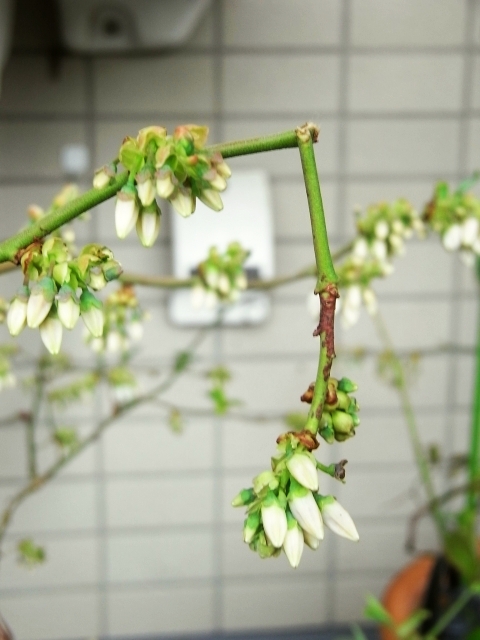 R0024052_開花直前ブルーベリーの枝折れ_20100403