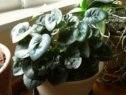 R0023338_��������_20100227