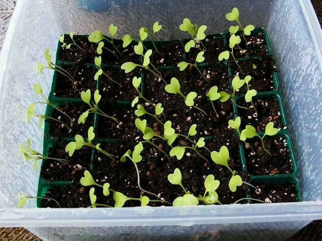 R0054342_子持ち高菜_20130105