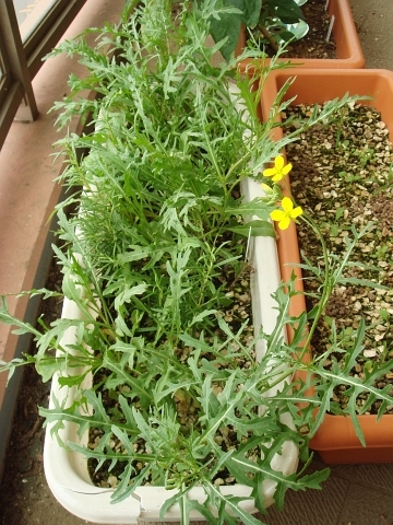 ルッコラ セルバチコの花 Kochan S ベランダ菜園blog マンションガーデニング 家庭菜園 仙台グルメ キャンペーン情報等