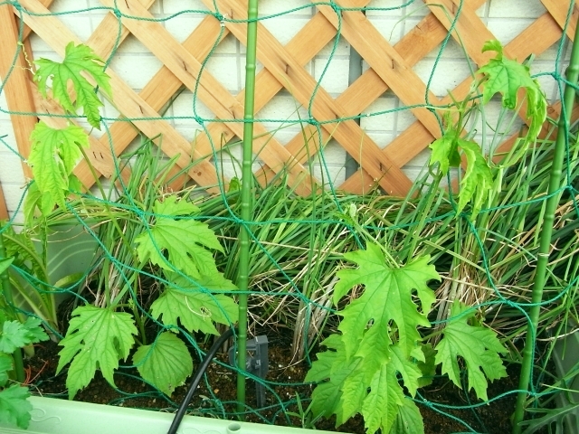 ゴーヤ 摘芯後の脇芽の生長 と 花芽 Kochan S ベランダ菜園blog マンションガーデニング 家庭菜園 仙台グルメ キャンペーン情報等