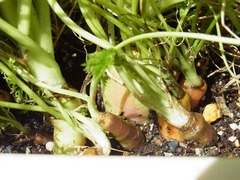 R0049248_����ե륭����å�_20120428
