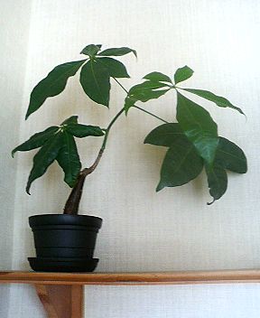 パキラ 盆栽風? : Kochan's ベランダ菜園BLOG - マンション ... 63f2cfb1