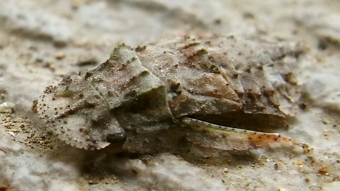 R0020871_謎の虫の表_20090912