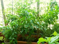 R0044607_甘唐辛子2種_20110813